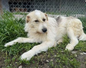 Hershey a white dark grey and brown Romanian rescue dog lying down | 1 Dog At A Time Rescue
