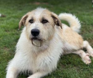 Hershey a white dark grey and brown Romanian rescue dog lying down | 1 Dog At A Time Rescue