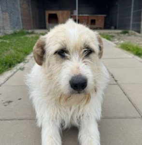 Hershey a white dark grey and brown Romanian rescue dog lying down | 1 Dog At A Time Rescue