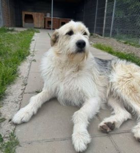 Hershey a white dark grey and brown Romanian rescue dog lying down | 1 Dog At A Time Rescue