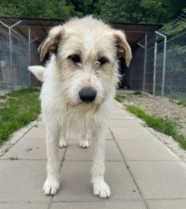 Hershey a white dark grey and brown Romanian rescue dog lying down | 1 Dog At A Time Rescue