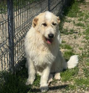 Hershey a white dark grey and brown Romanian rescue dog lying down | 1 Dog At A Time Rescue