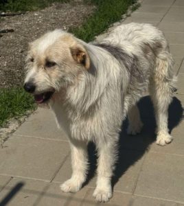 Hershey a white dark grey and brown Romanian rescue dog lying down | 1 Dog At A Time Rescue