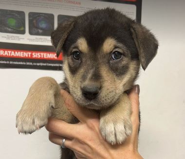 Bailey a brown and tan rescue dog 2_1 dog at a time rescue UK Bailey a brown and tan rescue dog | 1 dog at a time rescue UK