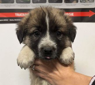 Bodhi a white and brown rescue dog 1_1 dog at a time rescue UK Bodhi a white and brown rescue dog | 1 dog at a time rescue UK