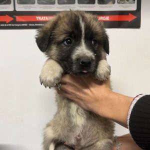 Bodhi a white and brown rescue dog | 1 dog at a time rescue UK