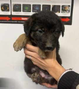 Bronte a brown and tan rescue dog | 1 dog at a time rescue UK