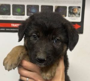 Bronte a brown and tan rescue dog | 1 dog at a time rescue UK