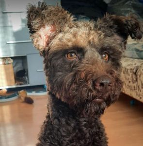 Jack a brown rescue dog | 1 dog at a time rescue UK