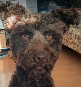 Jack a brown rescue dog | 1 dog at a time rescue UK
