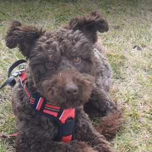 Jack a brown rescue dog | 1 dog at a time rescue UK