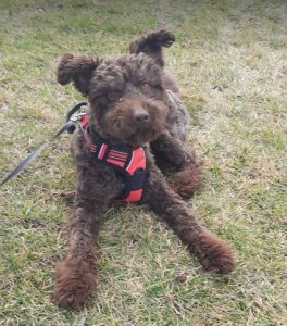 Jack a brown rescue dog | 1 dog at a time rescue UK