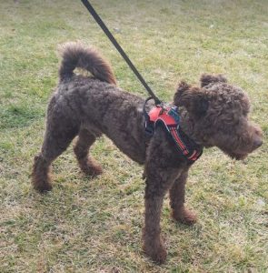 Jack a brown rescue dog | 1 dog at a time rescue UK