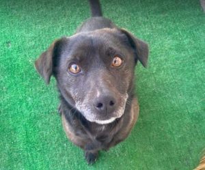 Joey a black rescue dog | 1 dog at a time rescue UK