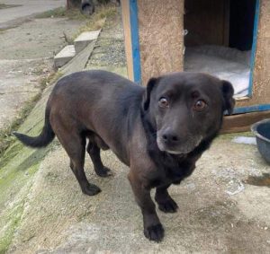 Joey a black rescue dog | 1 dog at a time rescue UK