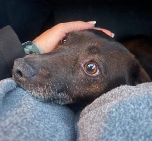 Joey a black rescue dog | 1 dog at a time rescue UK