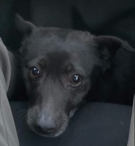 Joey a black rescue dog | 1 dog at a time rescue UK