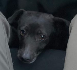 Joey a black rescue dog | 1 dog at a time rescue UK