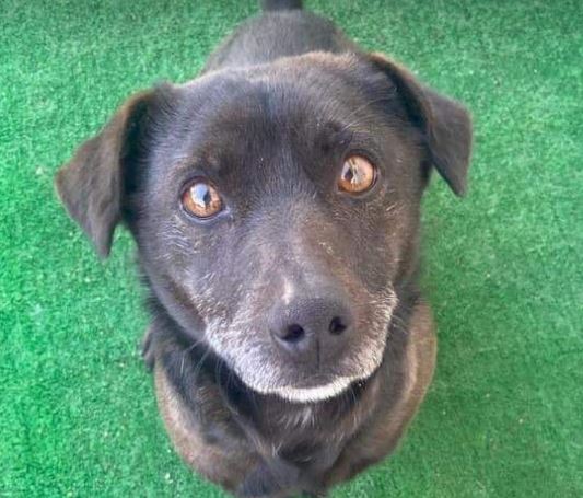 Joey a black rescue dog 8_1 dog at a time rescue UK Joey a black rescue dog | 1 dog at a time rescue UK