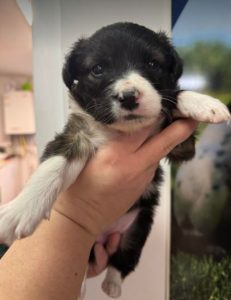 Milana a black and white rescue dog | 1 dog at a time rescue UK