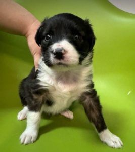 Milana a black and white rescue dog | 1 dog at a time rescue UK