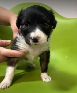 Milana a black and white rescue dog | 1 dog at a time rescue UK