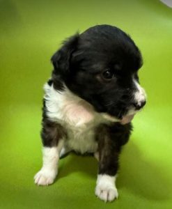 Milana a black and white rescue dog | 1 dog at a time rescue UK