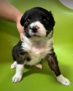 Milana a black and white rescue dog | 1 dog at a time rescue UK