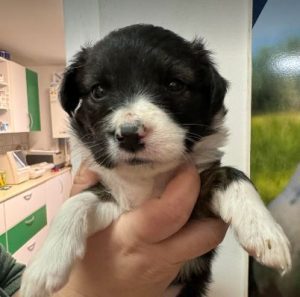 Milana a black and white rescue dog | 1 dog at a time rescue UK