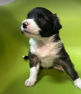 Milana a black and white rescue dog | 1 dog at a time rescue UK