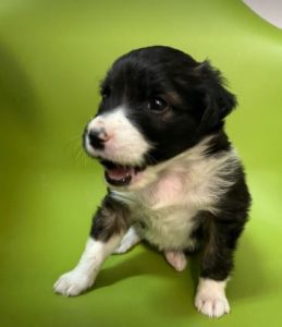 Milana a black and white rescue dog | 1 dog at a time rescue UK