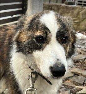 Bella a brown and white rescue dog | 1 dog at a time rescue UK