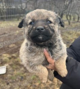 Bria a brindle rescue dog | 1 dog at a time rescue UK