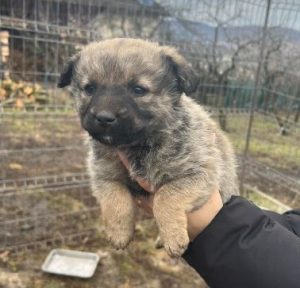 Bria a brindle rescue dog | 1 dog at a time rescue UK