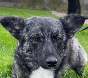 Daisy a black and brown rescue dog | 1 dog at a time rescue UK