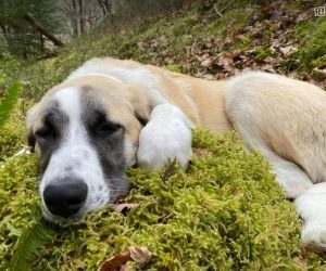 Dexter a brown and white rescue dog | 1 dog at a time rescue UK
