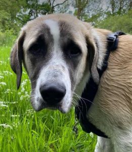 Dexter a brown and white rescue dog | 1 dog at a time rescue UK