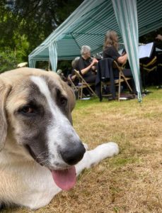 Dexter a brown and white rescue dog | 1 dog at a time rescue UK