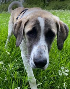 Dexter a brown and white rescue dog | 1 dog at a time rescue UK