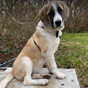 Dexter a brown and white rescue dog | 1 dog at a time rescue UK