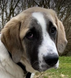 Dexter a brown and white rescue dog | 1 dog at a time rescue UK