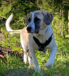 Dexter a brown and white rescue dog | 1 dog at a time rescue UK