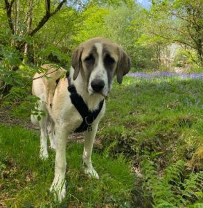 Dexter a brown and white rescue dog | 1 dog at a time rescue UK