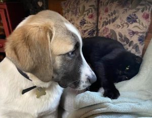 Dexter a brown and white rescue dog | 1 dog at a time rescue UK