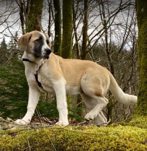 Dexter a brown and white rescue dog | 1 dog at a time rescue UK