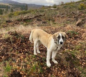 Dexter a brown and white rescue dog | 1 dog at a time rescue UK