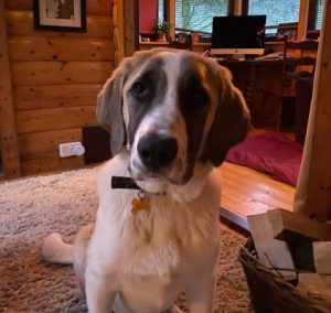 Dexter a brown and white rescue dog | 1 dog at a time rescue UK