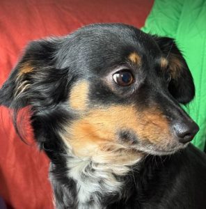 Princess a black and brown rescue dog | 1 dog at a time rescue UK