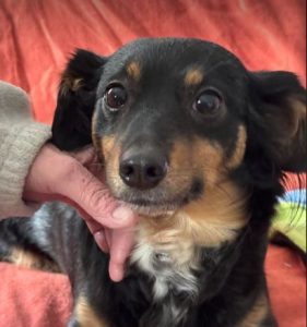 Princess a black and brown rescue dog | 1 dog at a time rescue UK