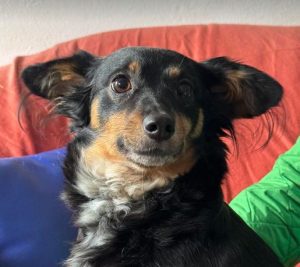 Princess a black and brown rescue dog | 1 dog at a time rescue UK